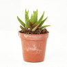 CACTUS HAWORTIA