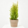 CIPRES CUPRESSUS MACROCARPA WILMA