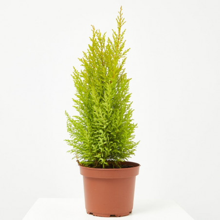 CIPRES CUPRESSUS MACROCARPA WILMA
