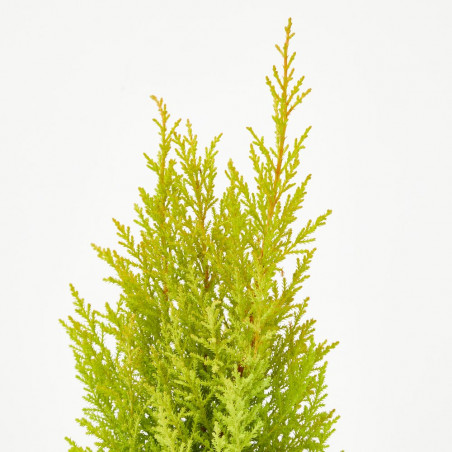 CIPRES CUPRESSUS MACROCARPA WILMA