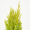 CIPRES CUPRESSUS MACROCARPA WILMA
