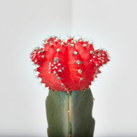 CACTUS INJERTADO