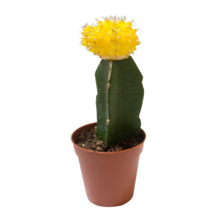 CACTUS INJERTADO