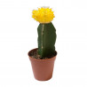 CACTUS INJERTADO