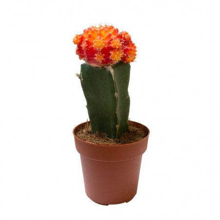 CACTUS INJERTADO