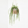 CACTUS COLGANTE