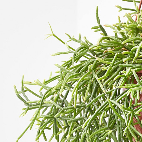 CACTUS COLGANTE