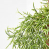 CACTUS COLGANTE