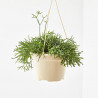 CACTUS COLGANTE