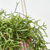 CACTUS COLGANTE