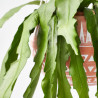 CACTUS COLGANTE