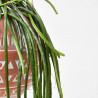 CACTUS COLGANTE