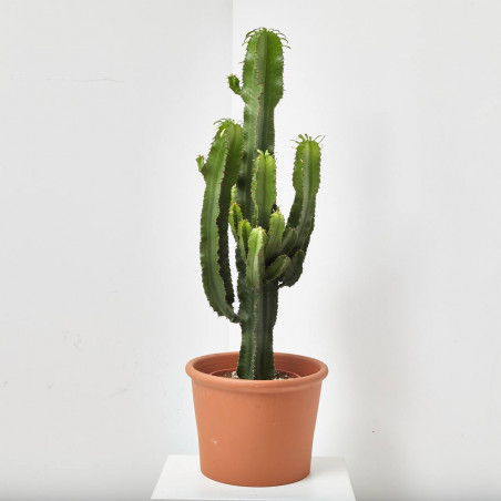 CACTUS EUPHORBIA RAMIFICADA