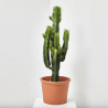 CACTUS EUPHORBIA RAMIFICADA