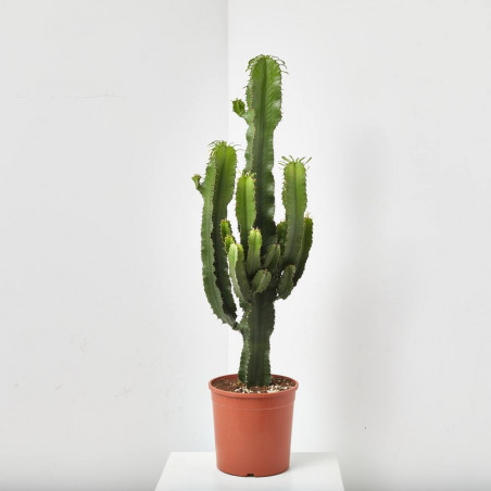 CACTUS EUPHORBIA RAMIFICADA
