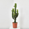 CACTUS EUPHORBIA RAMIFICADA