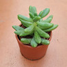 CACTUS COLECCIÓN MACETA BARRO