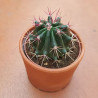 CACTUS COLECCIÓN MACETA BARRO