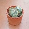 CACTUS COLECCIÓN MACETA BARRO