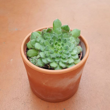 CACTUS COLECCIÓN MACETA BARRO