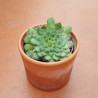 CACTUS COLECCIÓN MACETA BARRO