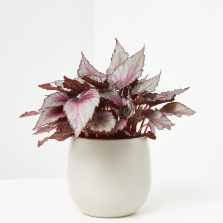 BEGONIA REX HOJA MACETA 13CM