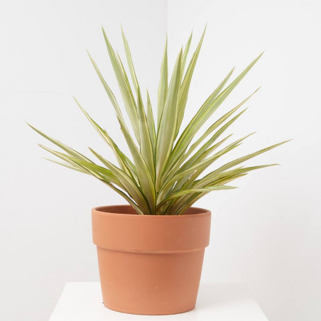PALMERA YUCCA YEWELL