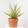 PALMERA YUCCA YEWELL