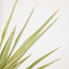 PALMERA YUCCA YEWELL