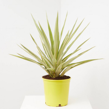 PALMERA YUCCA YEWELL