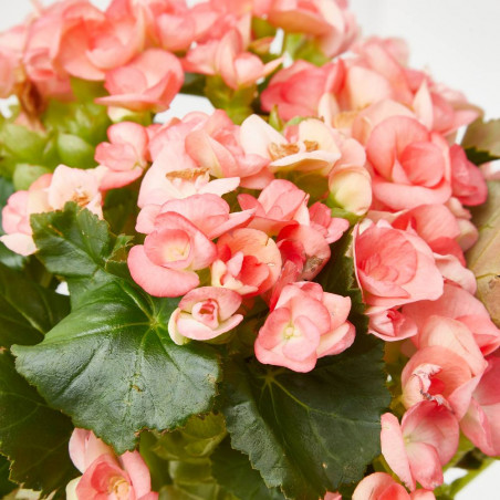 BEGONIA ELATIOR - SELECCIÓN COLORES