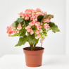 BEGONIA ELATIOR - SELECCIÓN COLORES