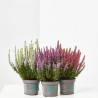 CALLUNA