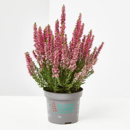 CALLUNA
