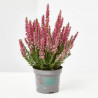 CALLUNA