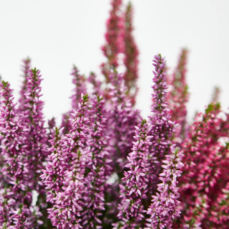CALLUNA