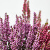 CALLUNA