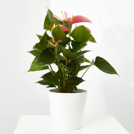 ANTHURIUM - SURTIDO COLORES