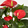 ANTHURIUM - SURTIDO COLORES