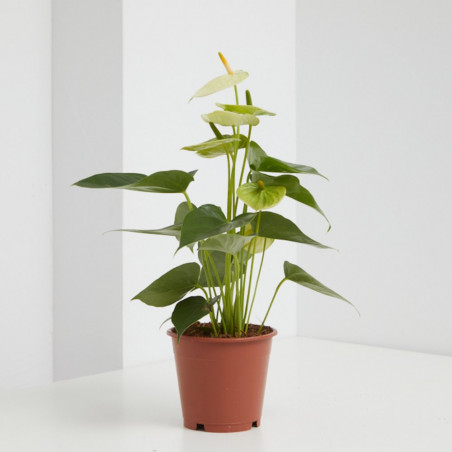 ANTHURIUM - SURTIDO COLORES