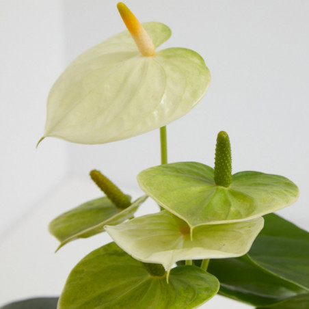 ANTHURIUM - SURTIDO COLORES
