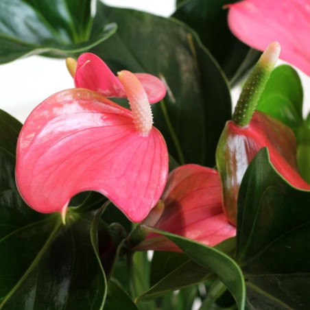 ANTHURIUM - SURTIDO COLORES