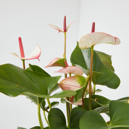 ANTHURIUM - SURTIDO COLORES