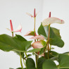 ANTHURIUM - SURTIDO COLORES