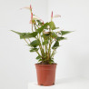 ANTHURIUM - SURTIDO COLORES