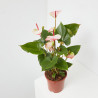 ANTHURIUM - SURTIDO COLORES