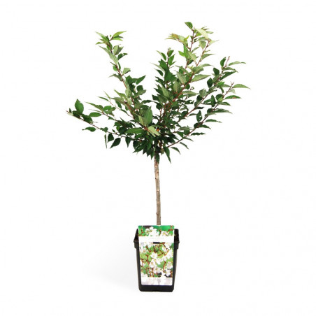 PRUNUS VARIEDADES