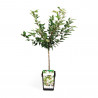 PRUNUS VARIEDADES