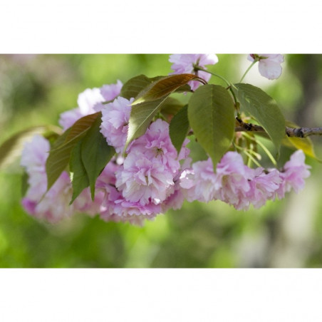 PRUNUS VARIEDADES