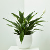 SPATHIPHYLLUM